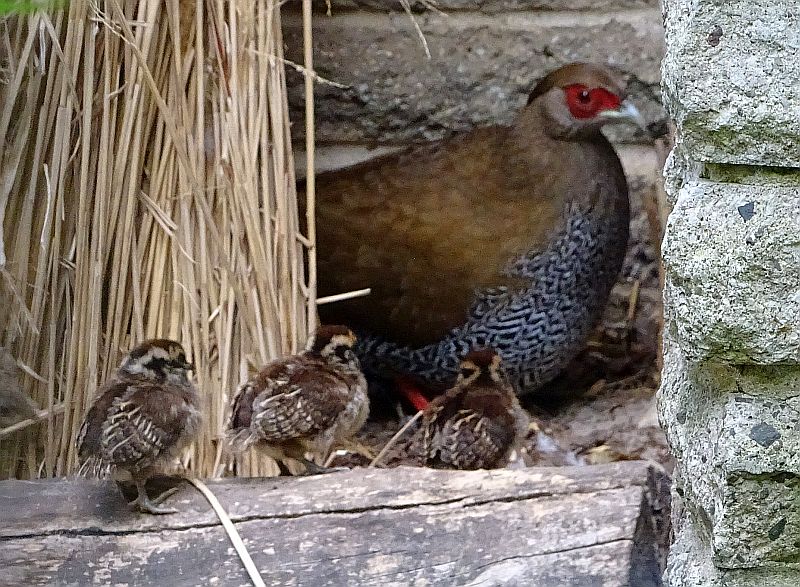Küken bei den Elliotfasanen im Tierpark Berlin