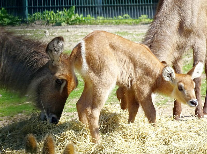 Ellipsen-Wasserbock im Tierpark Berlin geboren - Aktuelles aus Tierpark Berlin und Zoo Berlin - Freunde Hauptstadtzoos - Förderverein - Helfen