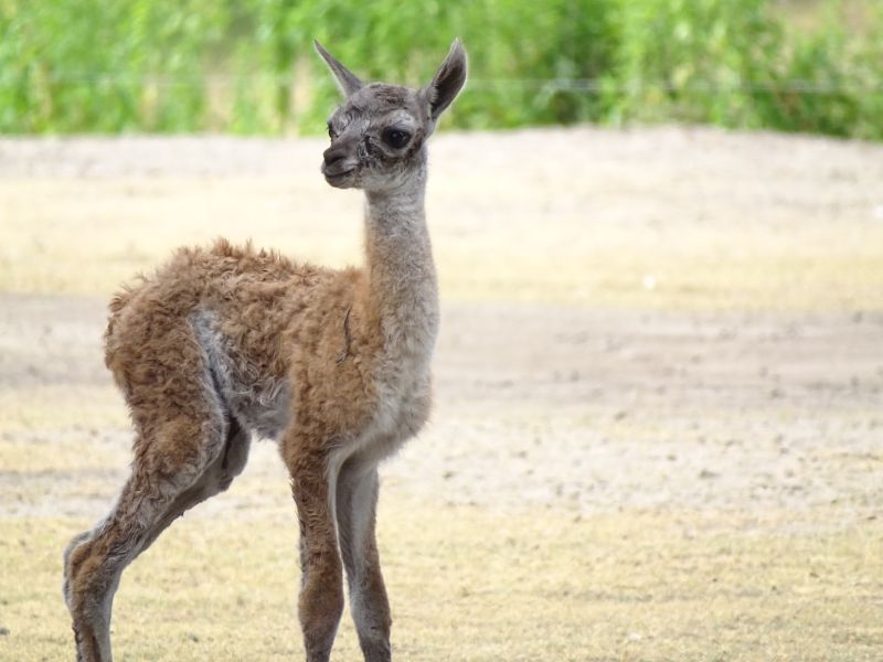 Guanako im Tierpark Berlin geboren - Freunde Hauptstadtzoos
