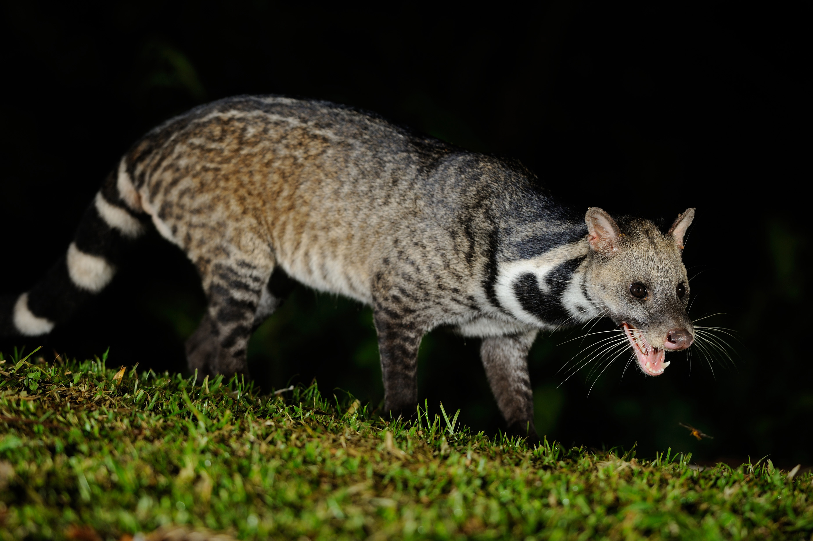Essgewohnheiten - Tierreich - Tierwissen - Tiere - Tierlexikon - Freunde Hauptstadtzoos