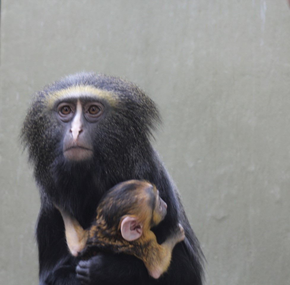 Eulenkopfmeerkatze - Jungtier - Zoo Berlin - Aktuelles - Freunde Hauptstadtzoos - Förderverein