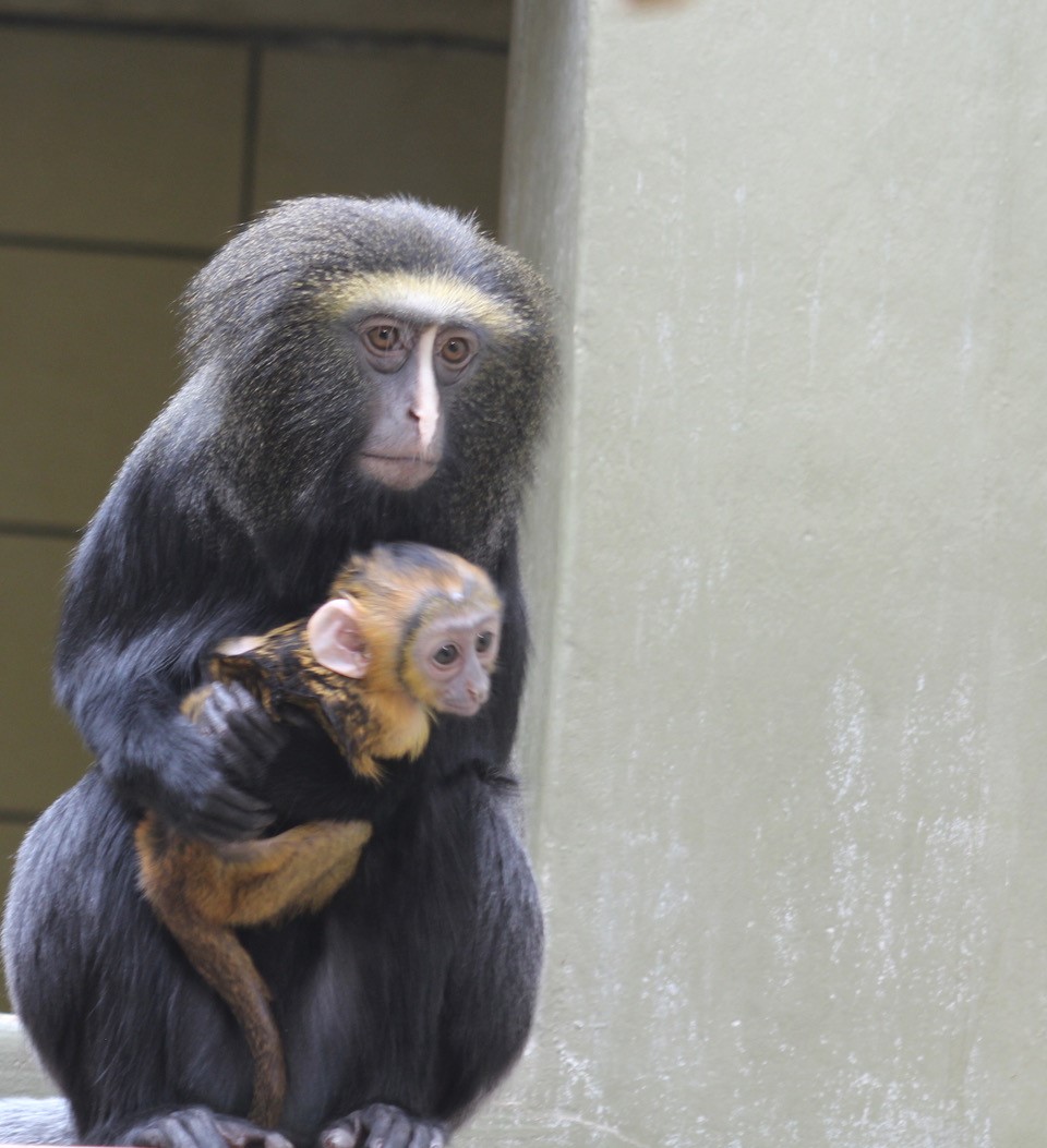 Eulenkopfmeerkatze - Jungtier - Zoo Berlin - Aktuelles - Freunde Hauptstadtzoos - Förderverein