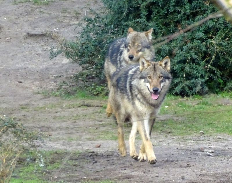 Europäische Wölfe - Aktuelles Tierpark Berlin und Zoo Berlin - Freunde Hauptstadtzoos - Förderverein