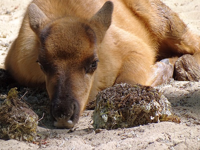 Europäisches Waldrentier - Aktuelles Tierpark Berlin und Zoo Berlin - Freunde Hauptstadtzoos - Förderverein