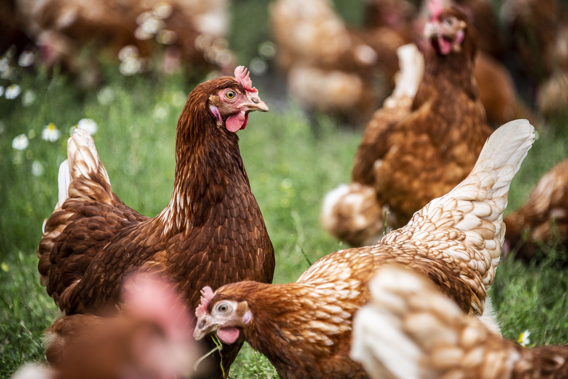 Wissen über Huhn und Ei - Aktuelles Zoo Berlin und Tierpark Berlin - Freunde Haupstadtzoos