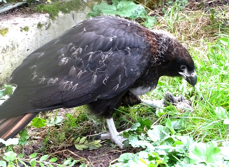 Junger Falkland-Karakara im Tierpark Berlin