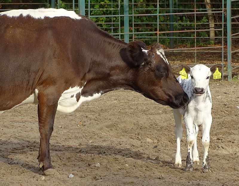 Fjällrind - Aktuelles Tierpark Berlin und Zoo Berlin - Freunde Hauptstadtzoos - Förderverein