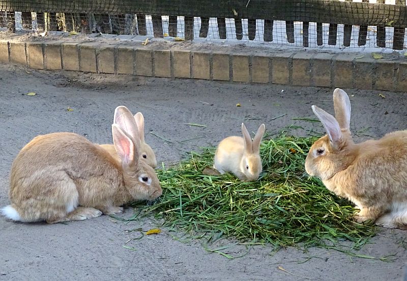 alt-"Belgische Riesenkaninchen - Aktuelles Tierpark Berlin und Zoo Berlin - Freunde Hauptstadtzoos - Förderverein"