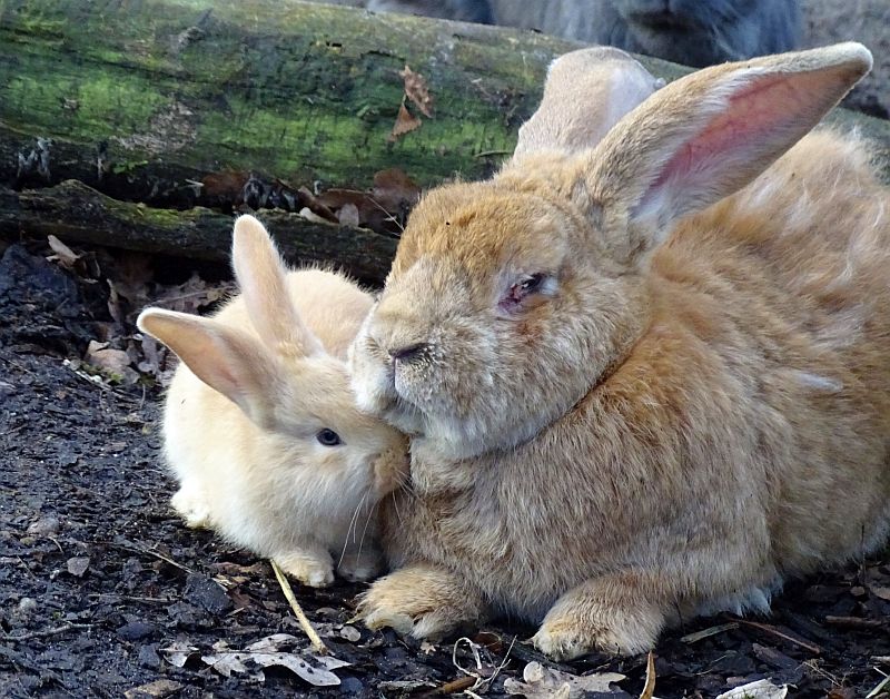 alt-"Belgische Riesenkaninchen - Aktuelles Tierpark Berlin und Zoo Berlin - Freunde Hauptstadtzoos - Förderverein"