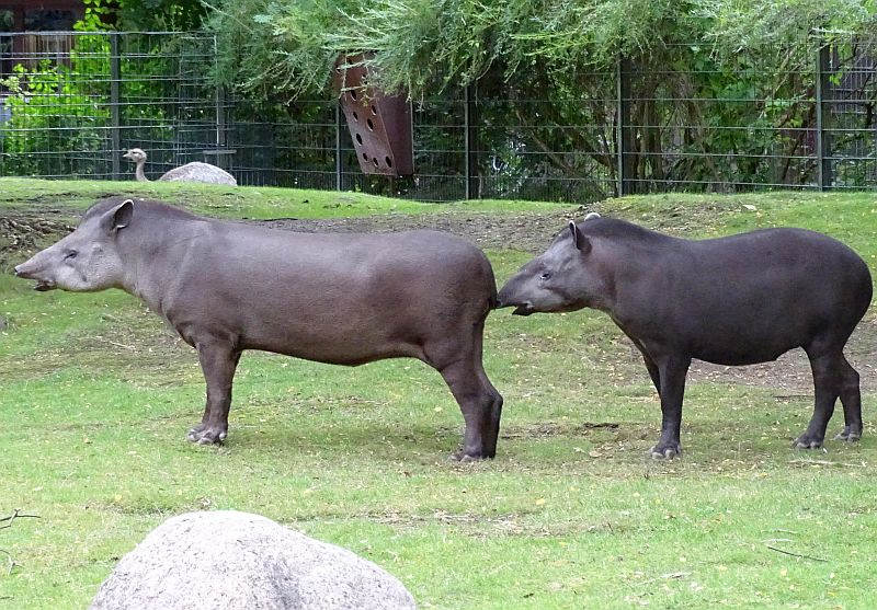 Flachlandtapire im Zoo Berlin - Aktuelles aus Tierpark Berlin und Zoo Berlin - Freunde Hauptstadtzoos - Helfen