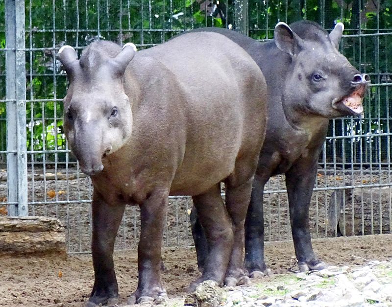 Flachlandtapire im Zoo Berlin - Aktuelles aus Tierpark Berlin und Zoo Berlin - Freunde Hauptstadtzoos - Helfen