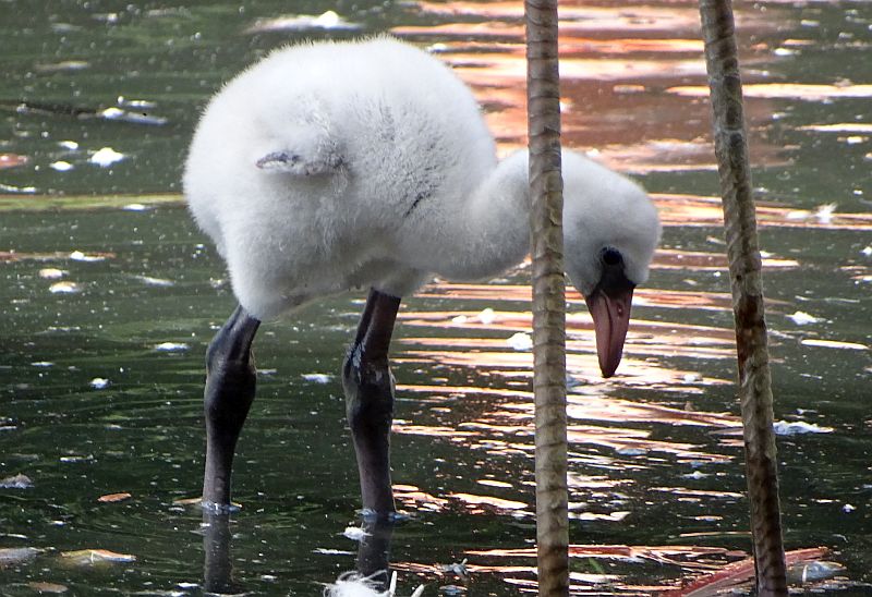Flamingo-Küken im Wasser im Tierpark Berlin.