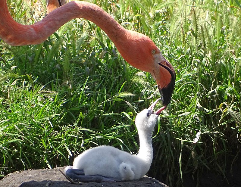 Flamingo-Küken wird gefüttert im Tierpark Berlin.