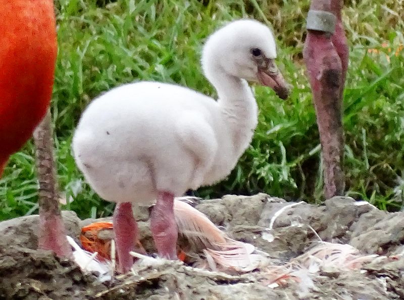Flamingos im Tierpark Berlin haben Nachwuchs - Freunde Hauptstadtzoos