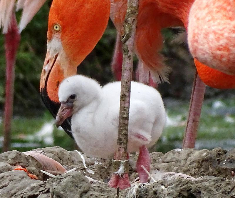 Flamingo-Küken im Tierpark Berlin - Freunde Hauptstadtzoos