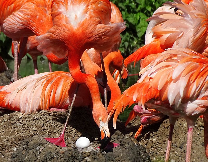 Flamingos im Tierpark Berlin brüten  - Freunde Hauptstadtzoos