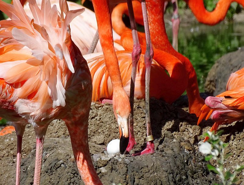 Flamingos im Tierpark Berlin brüten - Freunde Hauptstadtzoos