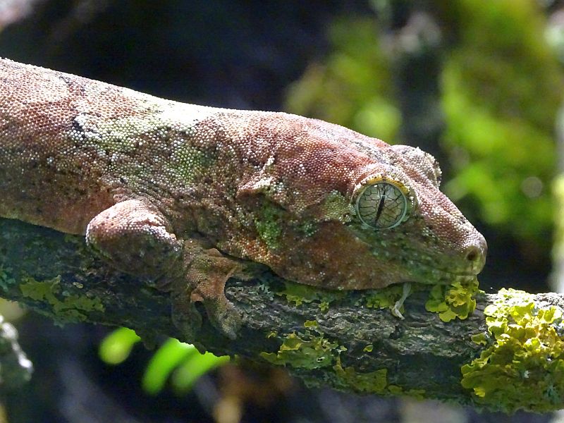 Flechtengecko im Tierpark Berlin