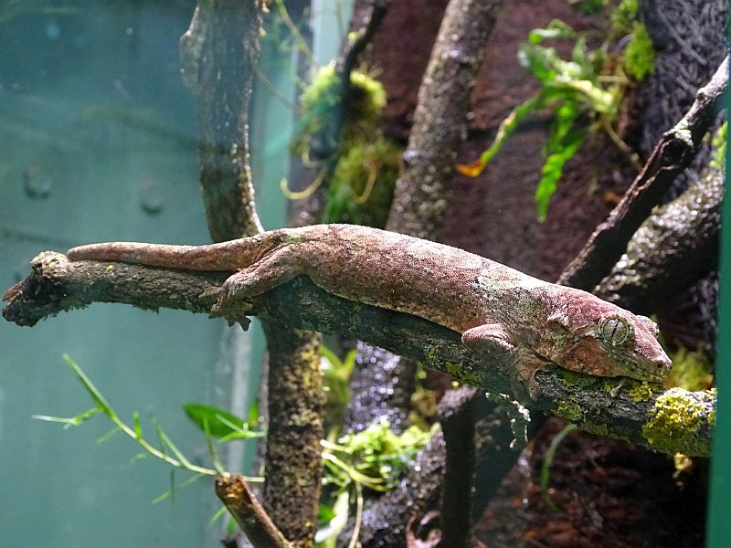 Flechtengecko im Tierpark Berlin