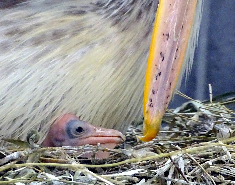 Fleckschnabelpelikan mit Jungvogel im Tierpark Berlin