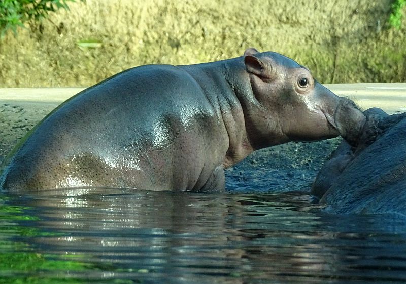 Helfen - Spenden - Zoo Berlin - Hauptstadtzoos