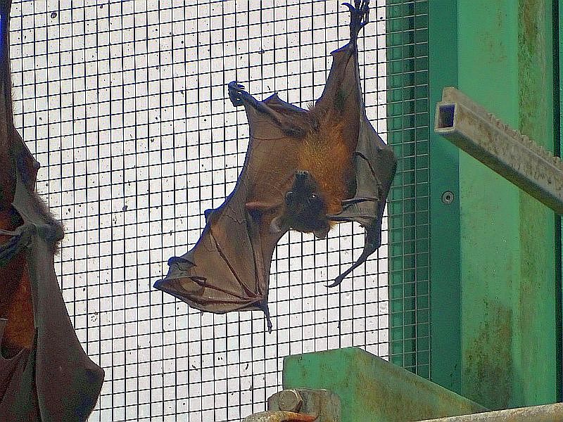Flughund-Jungtier im Tierpark Berlin
