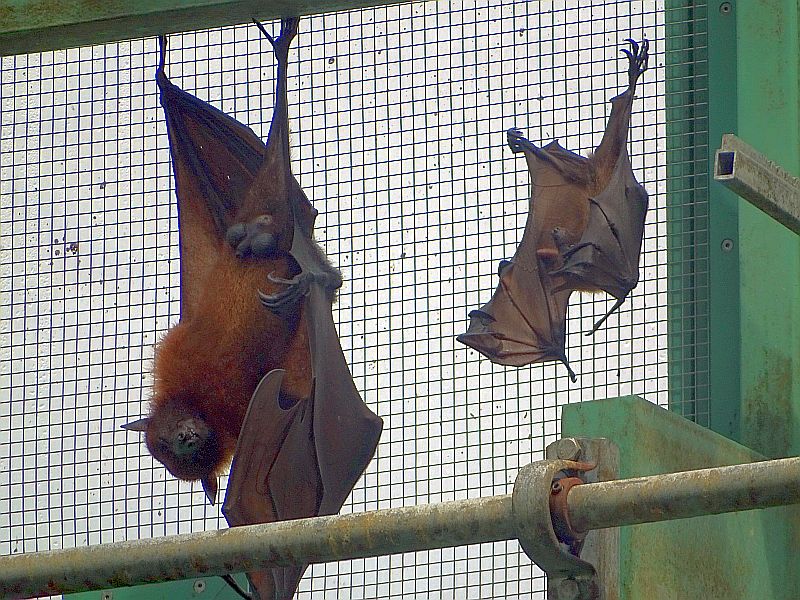 Indischer Flughund mit Jungtier im Tierpark Berlin