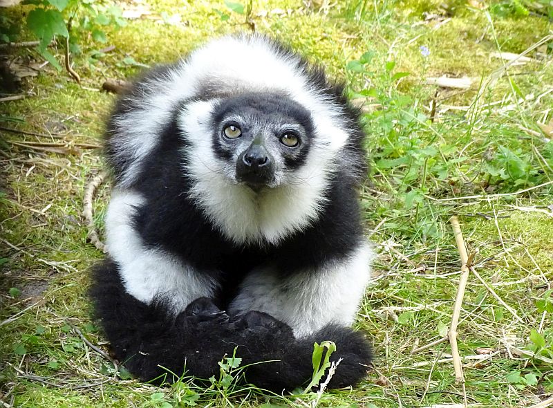 Neu im Tierpark Berlin: Drei Gürtelvaris - Freunde Hauptstadtzoos