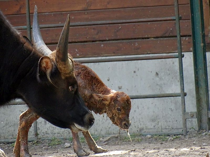 Gayal - Tierpark Berlin - Aktuelles Tierpark Berlin und Zoo Berlin - Freunde Hauptstadtzoos