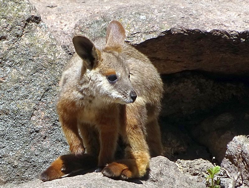 Jungtier bei den Gelbfuß-Felsenkängurus im Tierpark Berlin