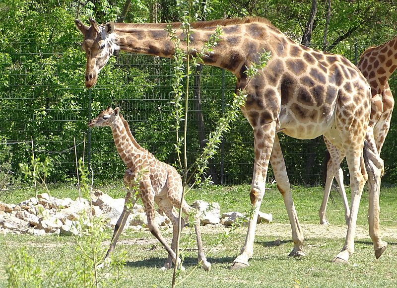 Giraffen mit Kalb im Tierpark Berlin