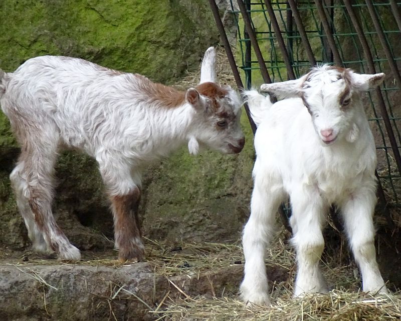 alt-"Girgentana-Ziegen - Aktuelles Tierpark Berlin und Zoo Berlin - Freunde Hauptstadtzoos - Förderverein"