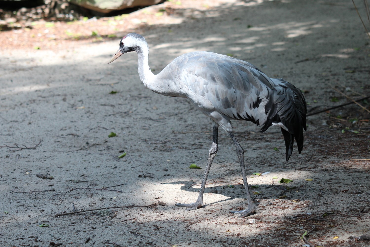 Grauer Kranich vom Tierpark in den Zoo gezogen - Aktuelles Tierpark Berlin und Zoo Berlin - Freunde Hauptstadtzoos