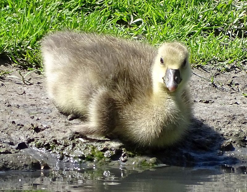 Graugans - Tierpark Berlin - Aktuelles Tierpark Berlin und Zoo Berlin - Freunde Hauptstadtzoos