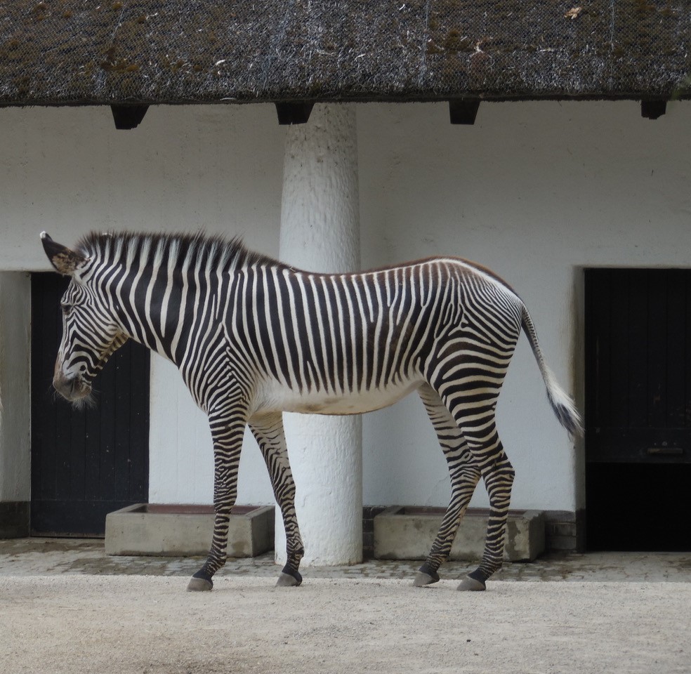 Grévyzebra - Zoo Berlin - Aktuelles - Freunde Hauptstadtzoos - Förderverein