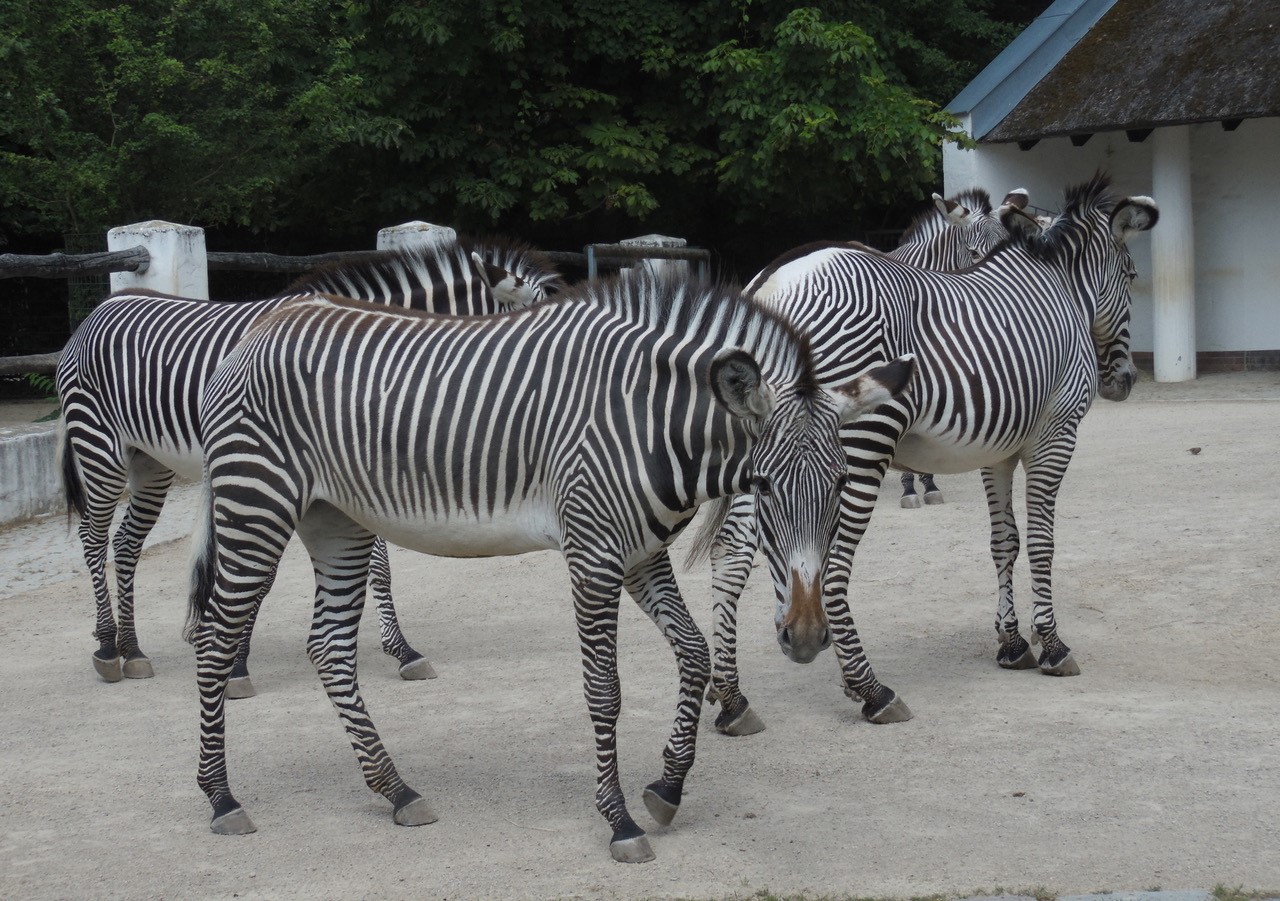 Grévyzebra - Zoo Berlin - Aktuelles - Freunde Hauptstadtzoos - Förderverein