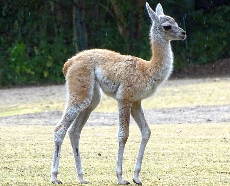 Guanako im Tierpark Berlin geboren - Freunde Hauptstadtzoos