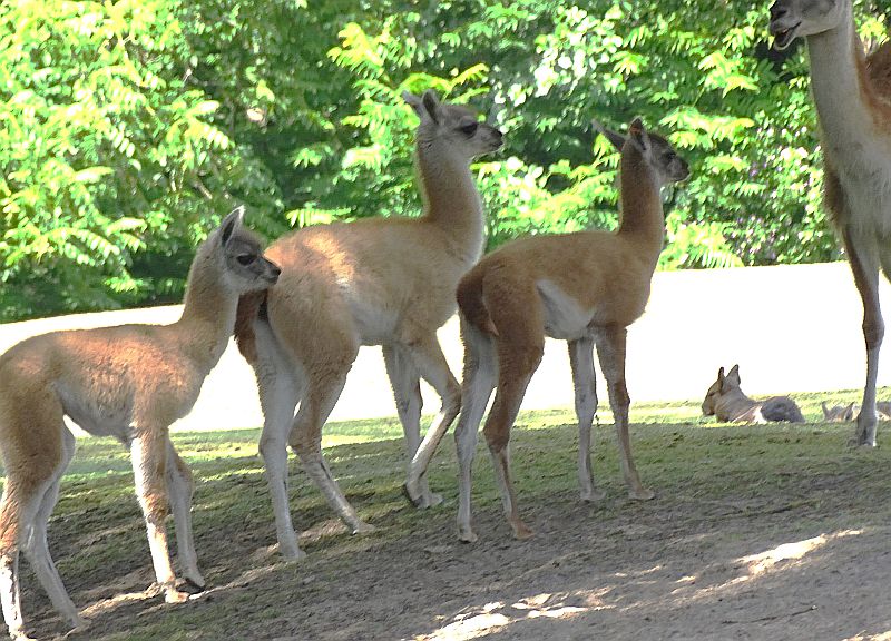 Drei Jungtiere bei den Guanakos im Tierpark Berlin