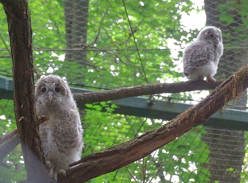 alt-"Habichtskauz - Aktuelles Tierpark Berlin und Zoo Berlin - Freunde Hauptstadtzoos - Förderverein"