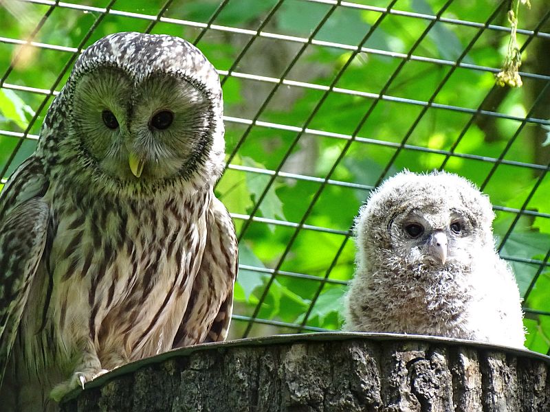 Habichtskauz -  Tierpark Berlin - Aktuelles Tierpark Berlin und Zoo Berlin - Freunde Hauptstadtzoos