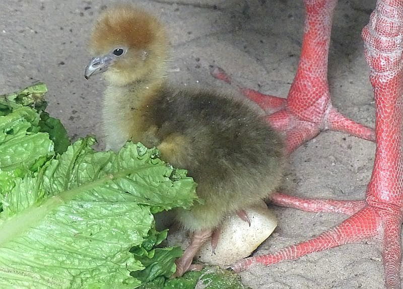 alt-"Halsband-Wehrvogel-Küken - Aktuelles Tierpark Berlin und Zoo Berlin - Freunde Hauptstadtzoos - Förderverein"