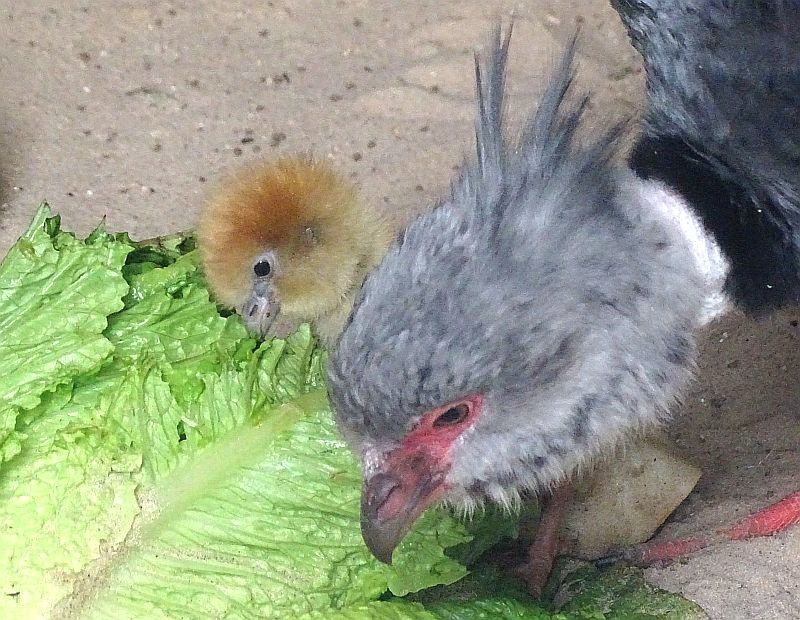 alt-"Halsband-Wehrvogel-Küken - Aktuelles Tierpark Berlin und Zoo Berlin - Freunde Hauptstadtzoos - Förderverein"