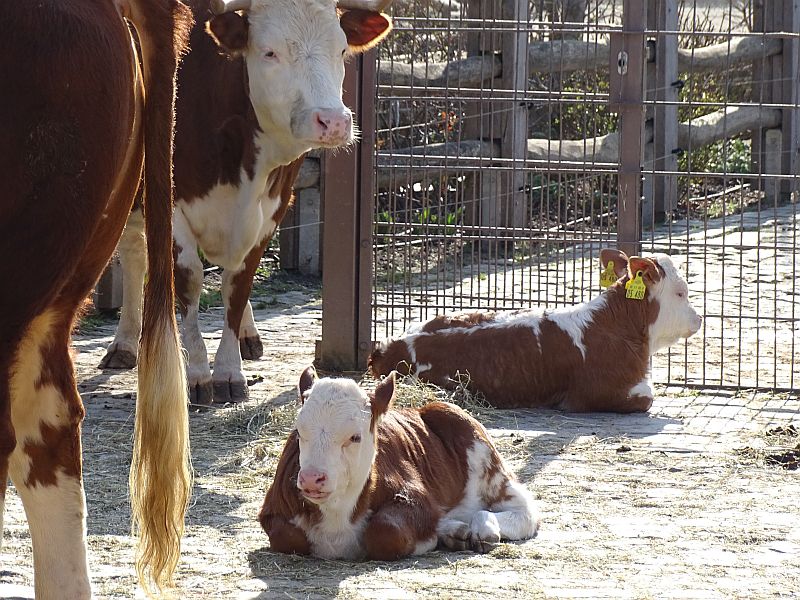 alt-"Hinterwälder-Rinder - Aktuelles Tierpark Berlin und Zoo Berlin - Freunde Hauptstadtzoos - Förderverein"