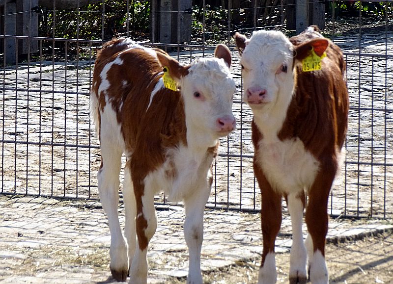 alt-"Hinterwälder-Rinder - Aktuelles Tierpark Berlin und Zoo Berlin - Freunde Hauptstadtzoos - Förderverein"