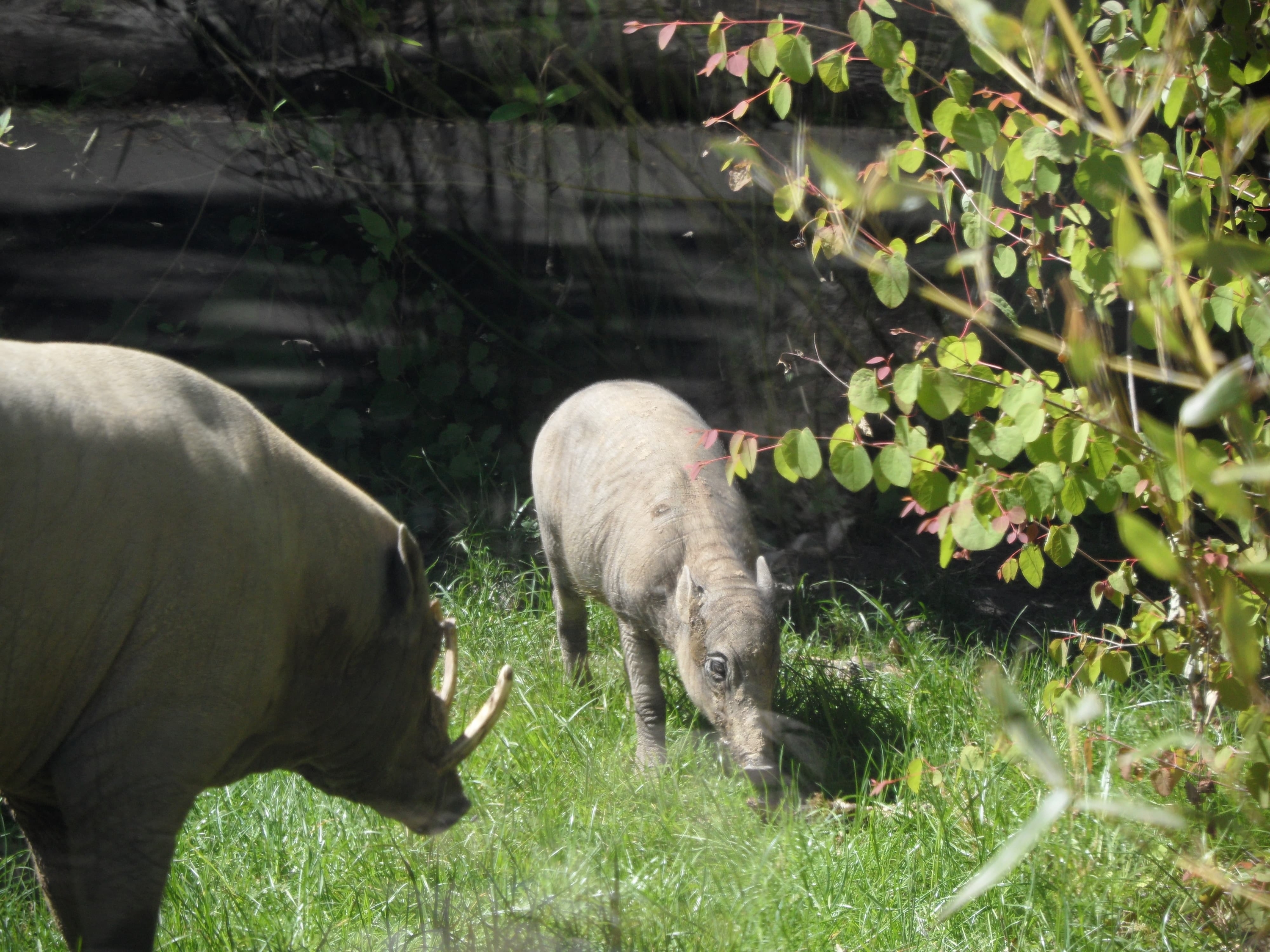 alt-"Hirscheber - Aktuelles Tierpark Berlin und Zoo Berlin - Freunde Hauptstadtzoos - Förderverein"
