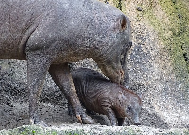 Hirscheber mit Jungtier im Tierpark Berlin.