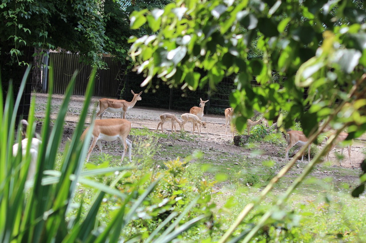 Jungtiere bei den Hirschziegenantilopen im Zoo Berlin - Freunde Hauptstadtzoos - Aktuelles aus Tierpark Berlin und Zoo Berlin