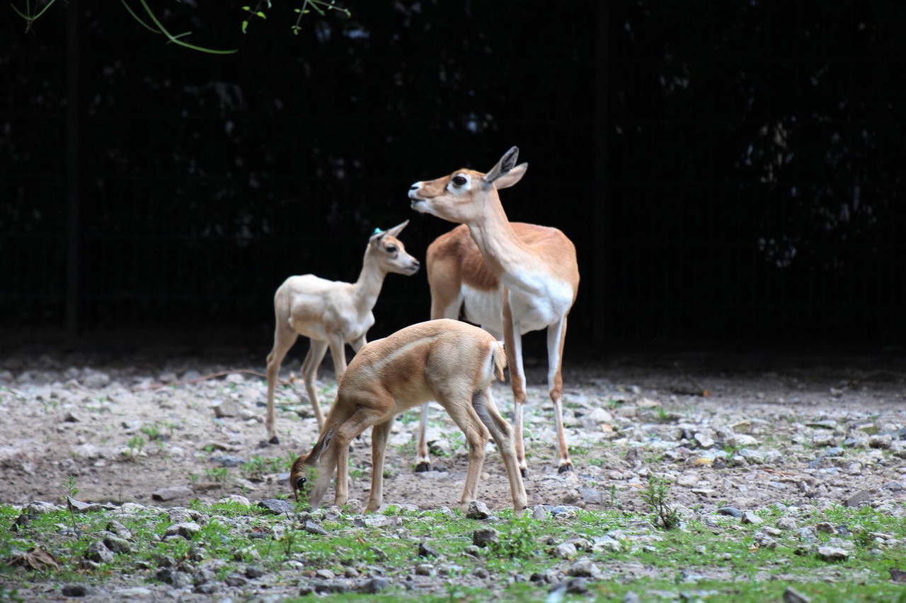 Jungtiere bei den Hirschziegenantilopen im Zoo Berlin - Freunde Hauptstadtzoos - Aktuelles aus Tierpark Berlin und Zoo Berlin