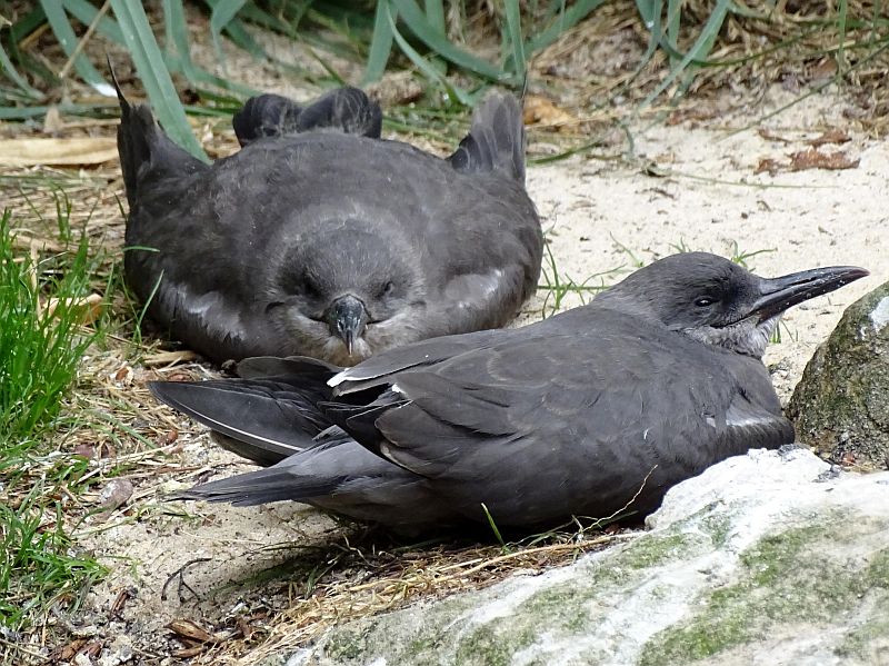 Inkaseeschwalben im Zoo Berlin haben Jungvögel - Freunde Hauptstadtzoos - Aktuelles