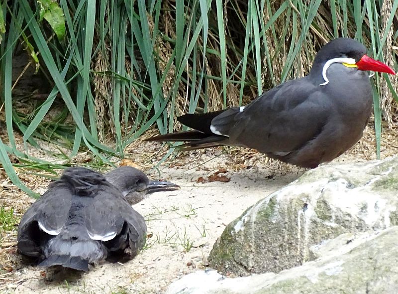 Inkaseeschwalben im Zoo Berlin haben Jungvögel - Freunde Hauptstadtzoos - Aktuelles